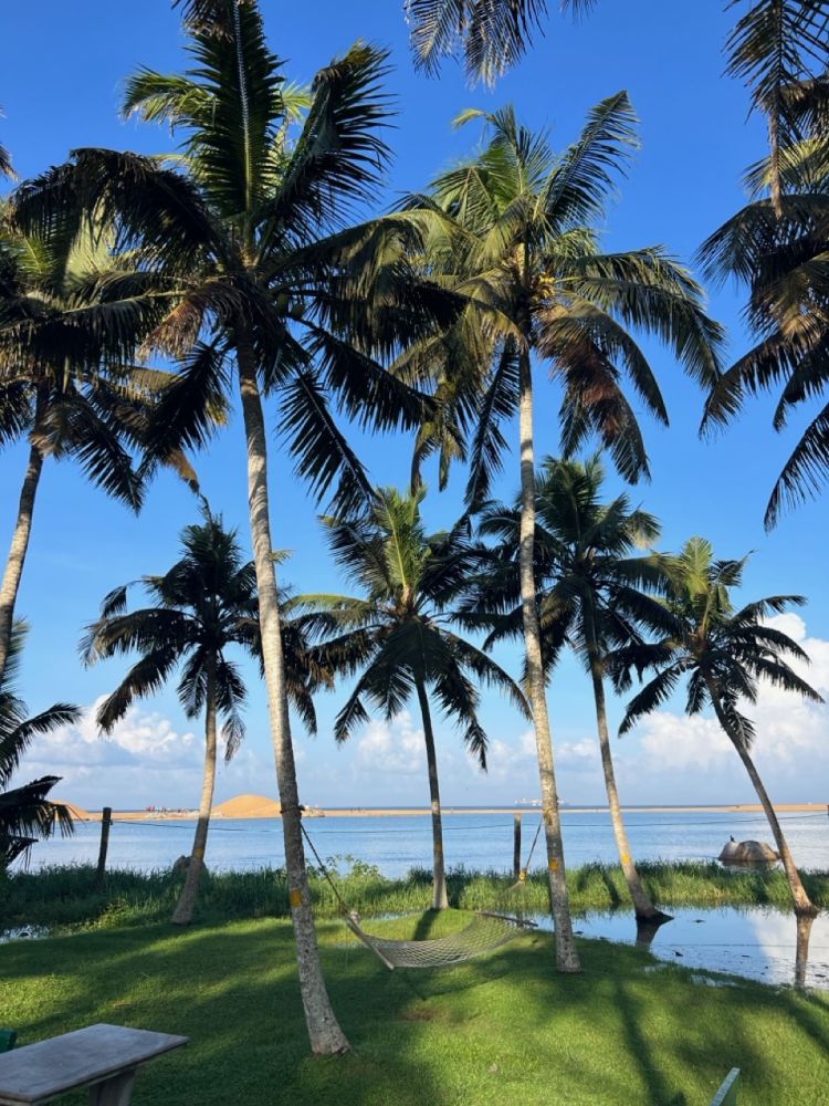 Palm trees and backwaters in Kerala